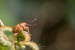 Balanin des noisettes