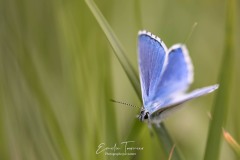 Bleu céleste
