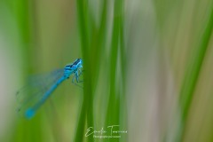 Blues en herbe mineur