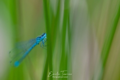 Blues en herbe mineur