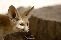 Fennec