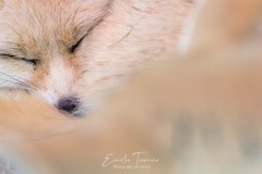 Le repos du fennec