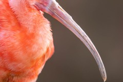Ibis rouge