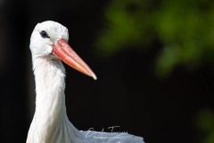 Cigogne