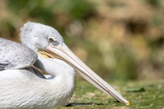 Repos de pélican