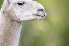 Lama