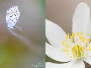 Photographies de fleurs et de papillons prise lors d'un stage photo macro à Courson