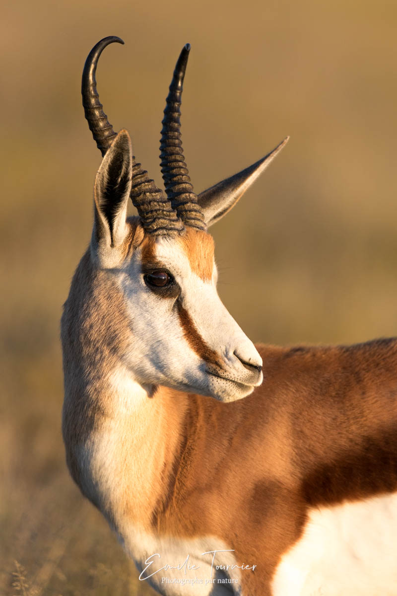 Springbok voyage photo Botswana