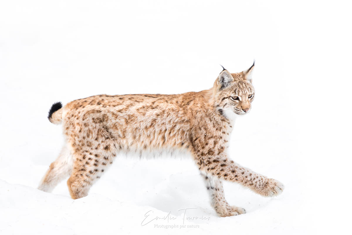 Emilie Tournier photographie animalière stage voyage photo
