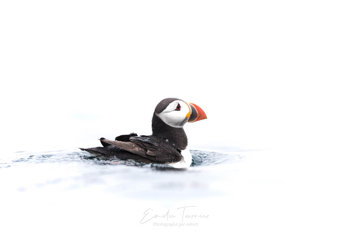 Emilie Tournier photographie animalière stage voyage photo